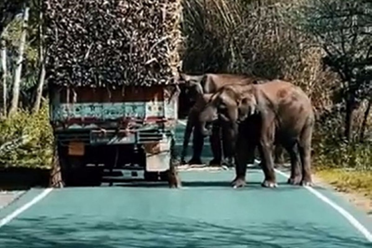 Вантажівки, що перевозять цукрову тростину, обов'язково сплачують «податок» стаду слонів. Наймиліший податок у світі.