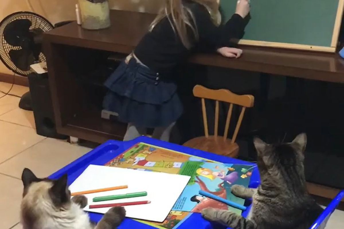 Відео з дівчинкою, яка вчить своїх котів малювати квітку, захопило глядачів. Пухнастики дуже уважно слухали, але нічого не зрозуміли.