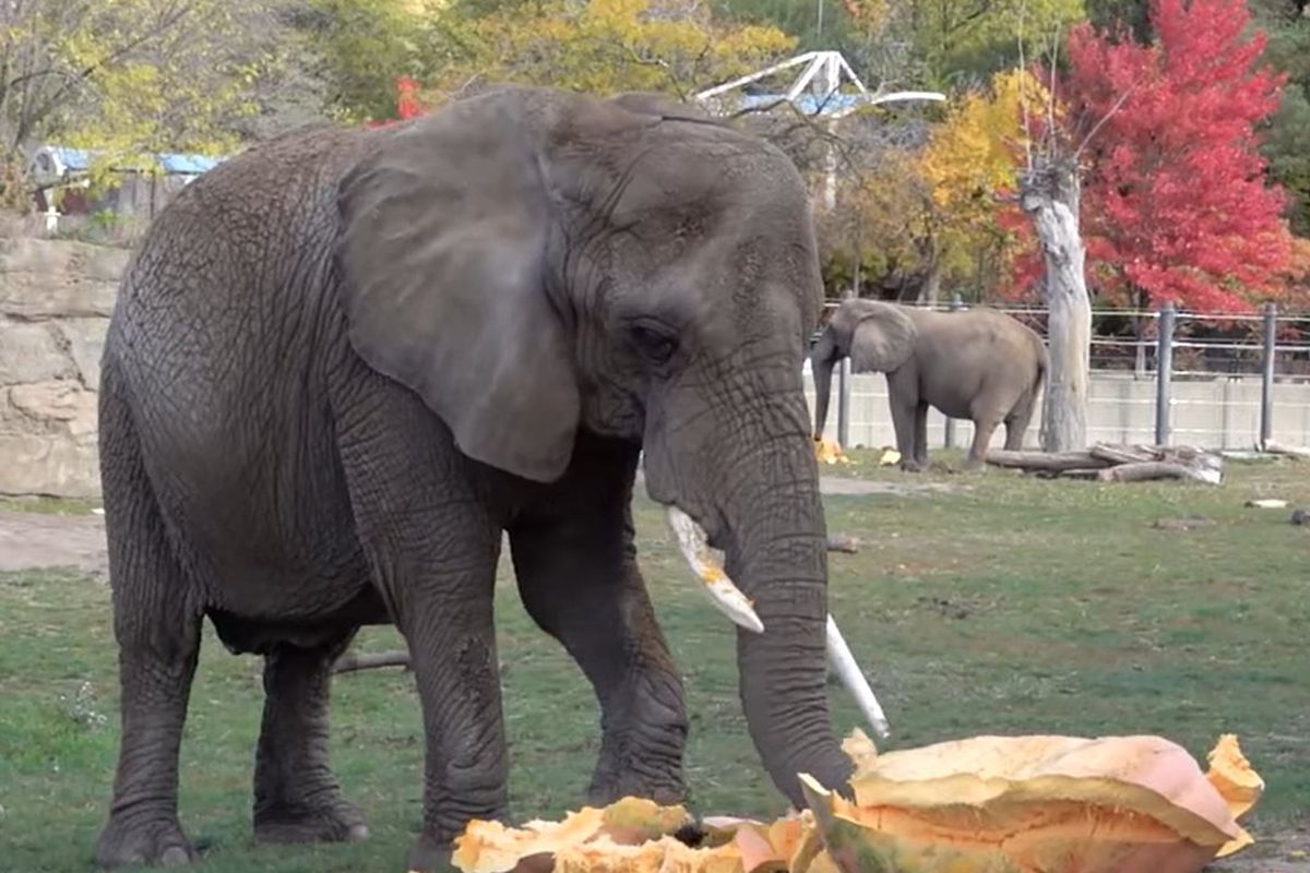 В американському зоопарку слонам вручили гарбузи та дозволили похуліганити. Тварини з великим ентузіазмом розгромили своє частування.