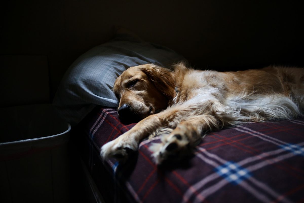Скільки повинна спати здорова собака: правильну відповідь знають не всі. Сон є вкрай важливим фактором, здатним вплинути на стан здоров'я собаки.