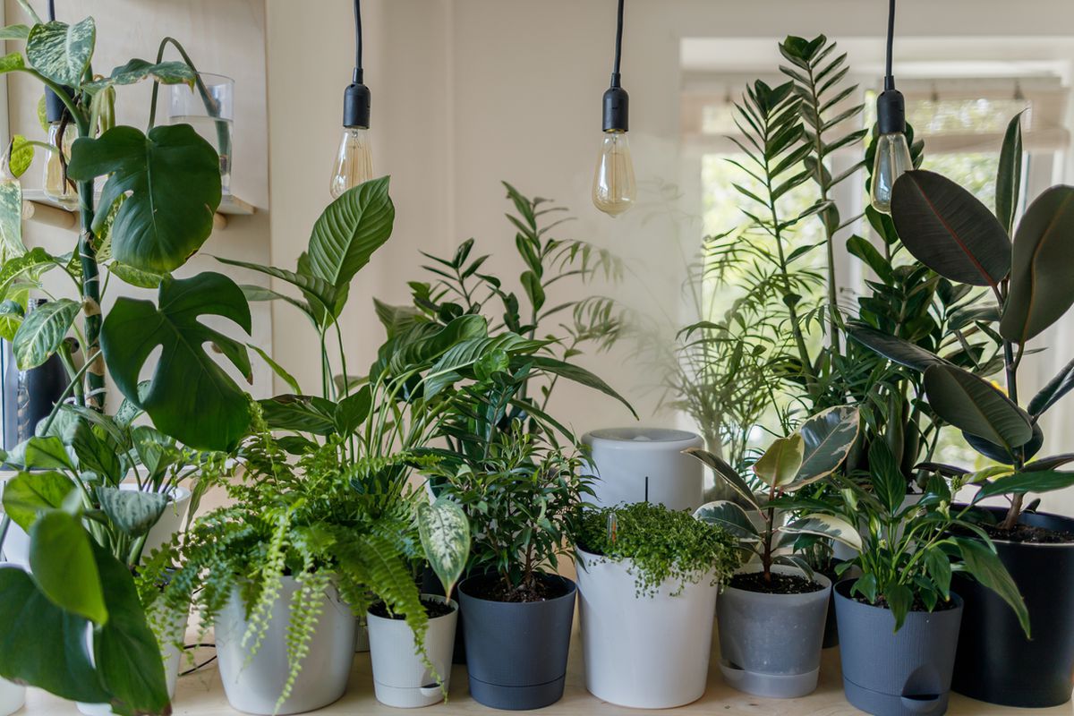 Кімнатні рослини, здатні поглинати негатив. Вони захистять від недоброзичливців.