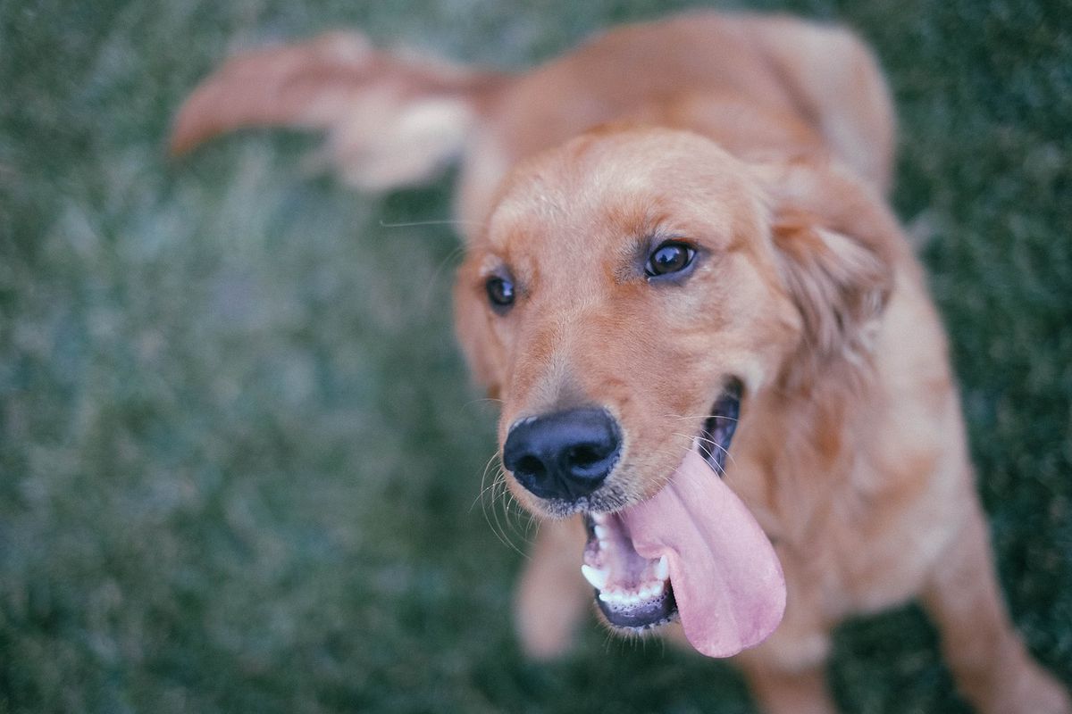 Чому пес облизує ноги власника: експерти назвали несподівану причину. Собаки неодноразово здатні вразити власника своєю дивною поведінкою.