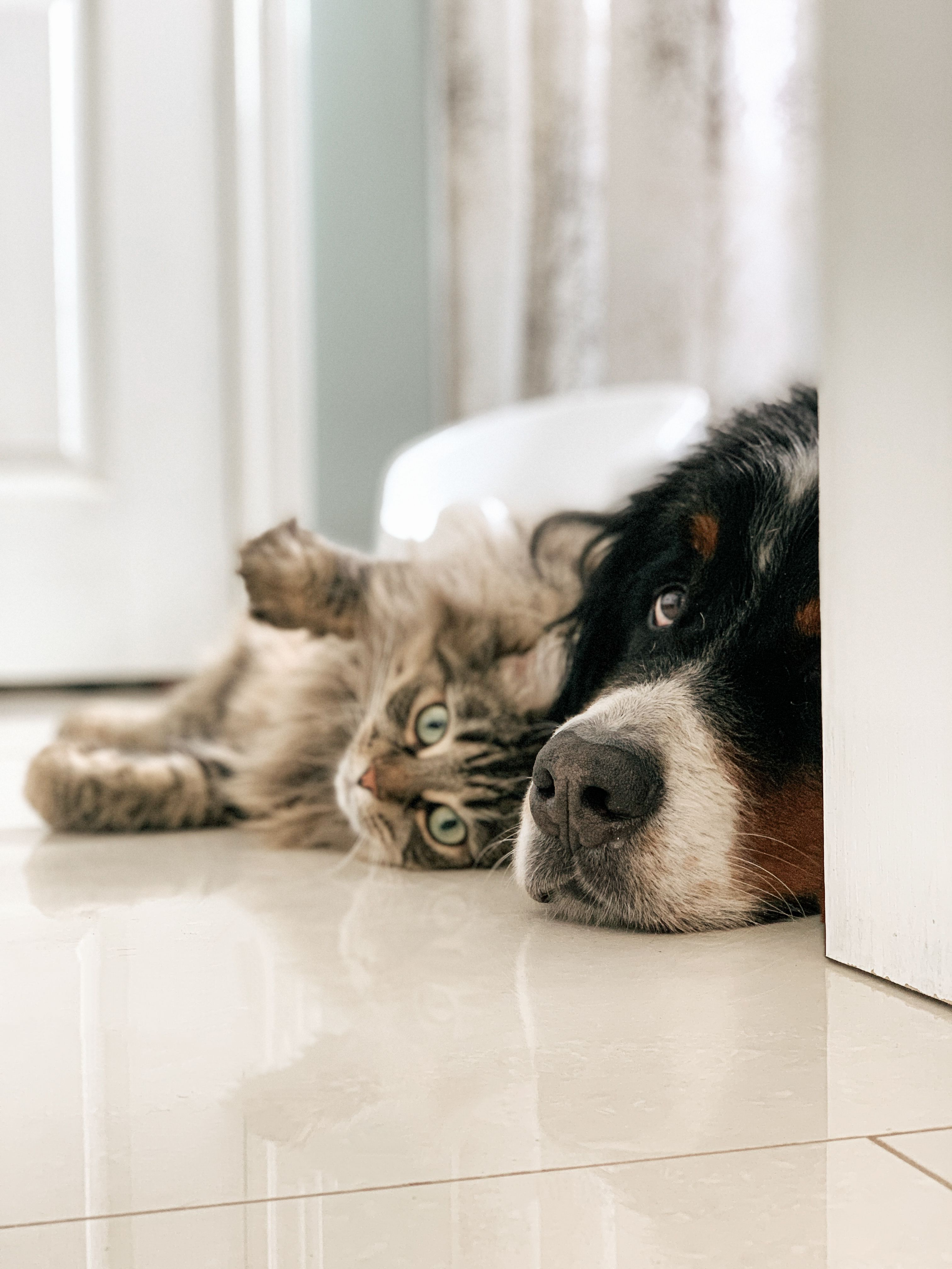 У кого гостріше слух: у собаки або у кішки?. Неочікуваний результат!