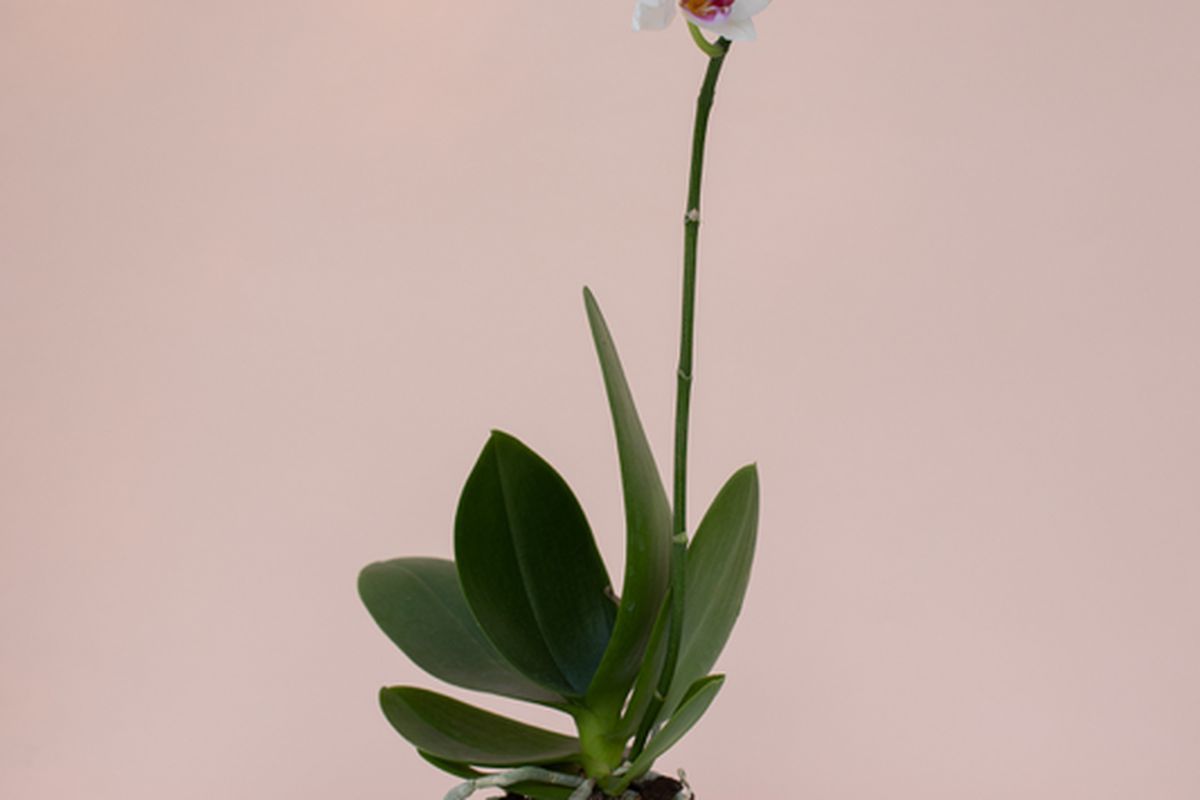 Без поливу: незвичайний спосіб «підняти на ноги» навіть найслабшу орхідею. Як оживити чахлу орхідею і відновити коріння.