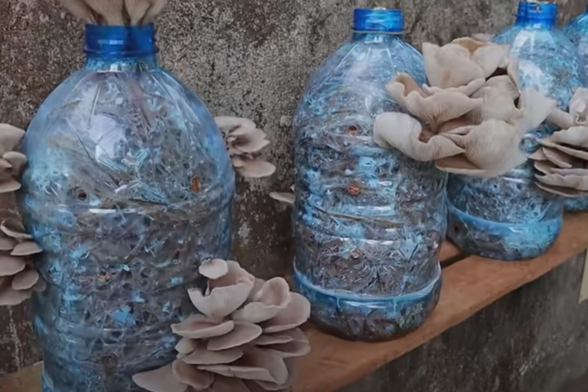 Візьміть пластикову пляшку, і завжди будете з грибами. Вирощування глив в домашніх умовах.
