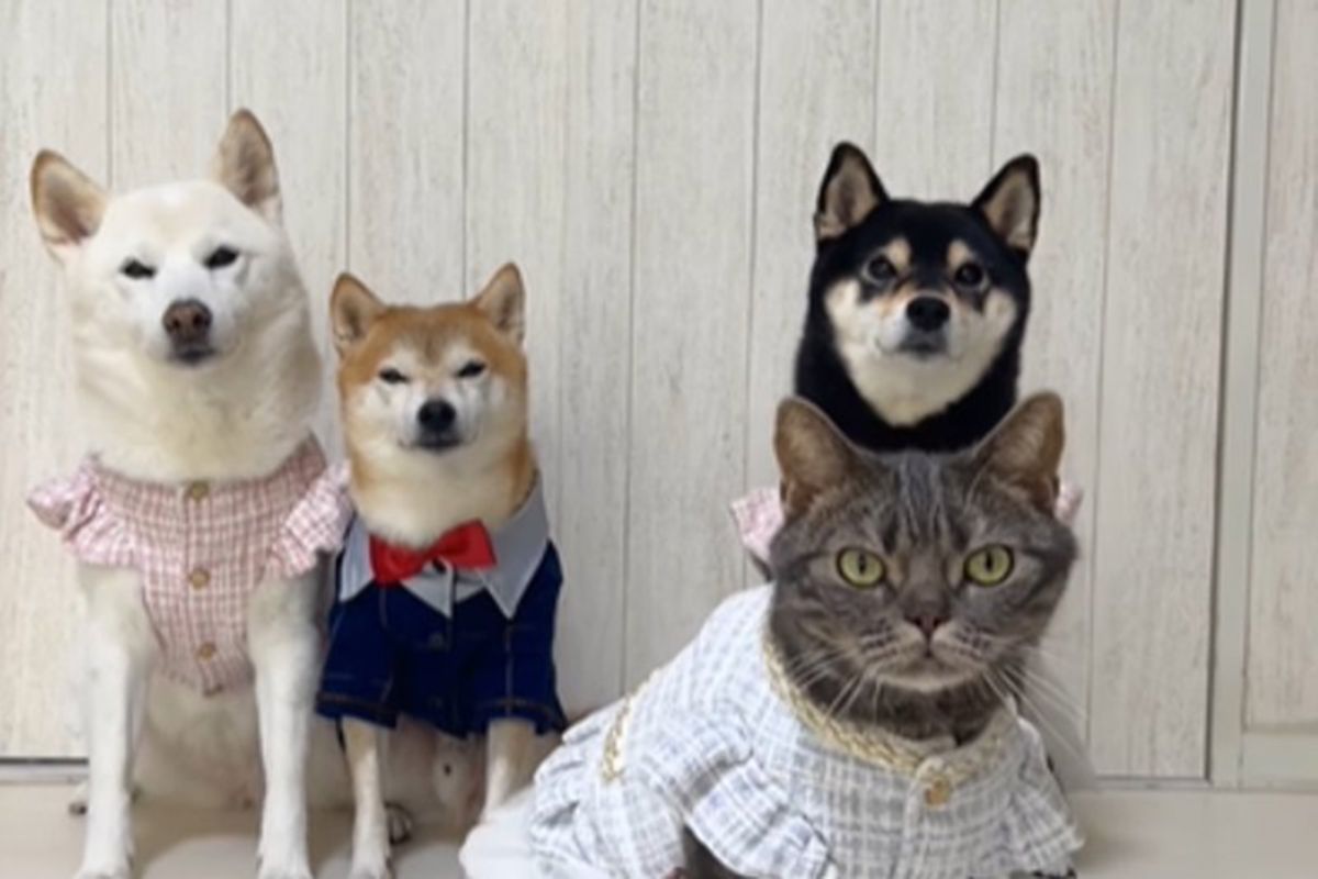 У Японії кіт живе із трьома собаками і, схоже, вважає себе одним із них. Господарі даремно переживали, що тварини не подружаться.