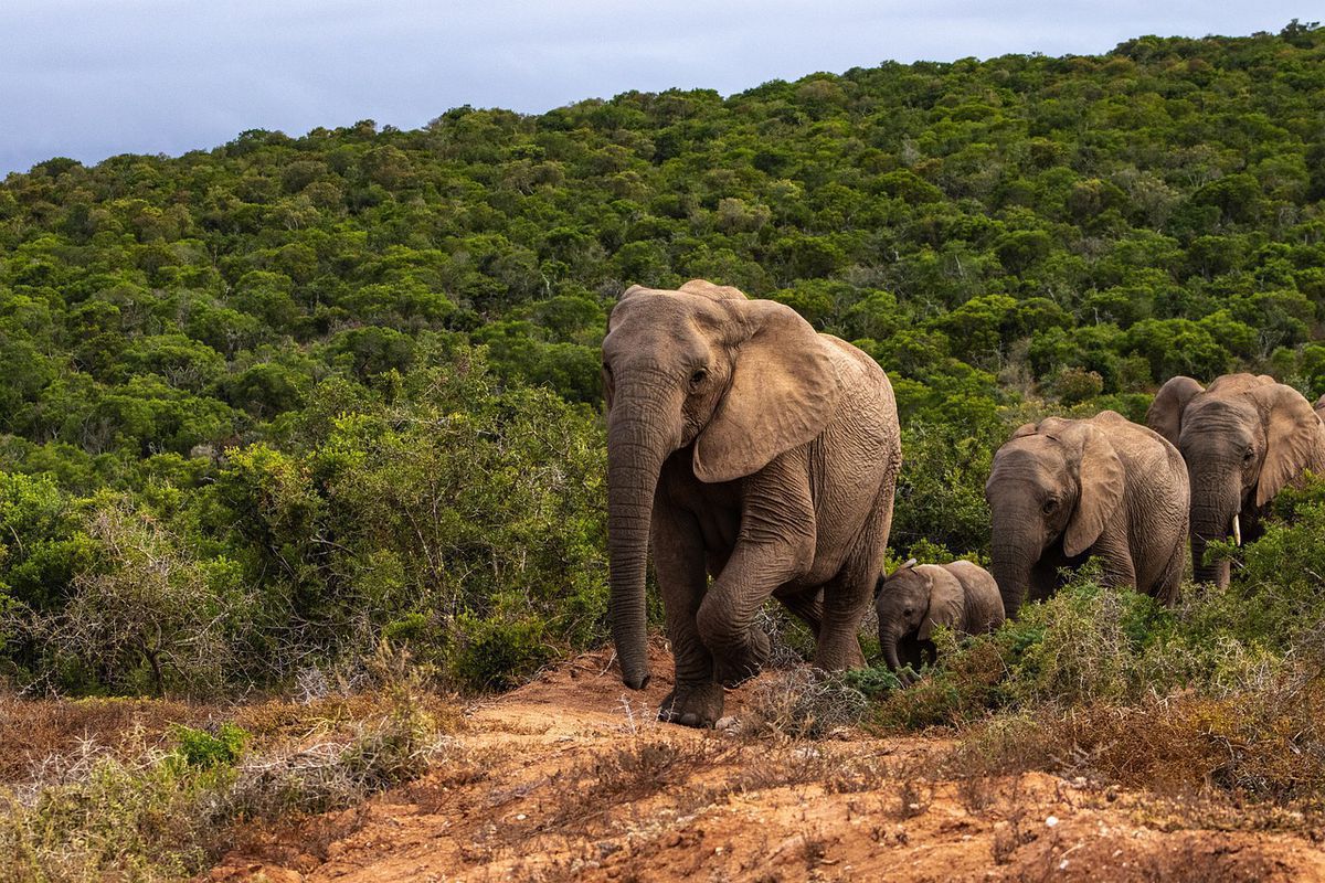 В Індії 24 слони успішно продегустували горщики з лікером, знайдені у джунглях, та міцно заснули. Тварин довелося будити за допомогою барабанів.