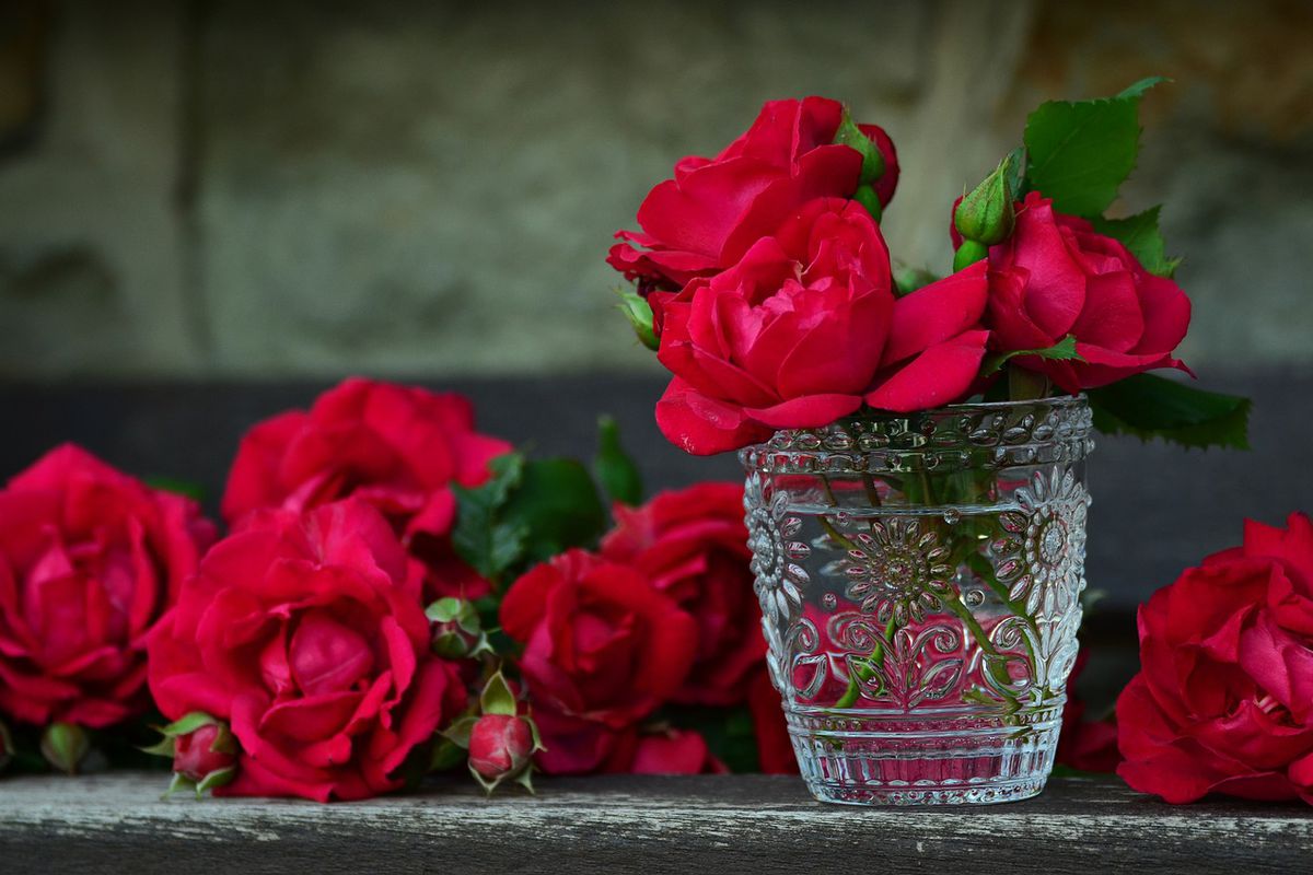 Символ біди чи кохання: чому прикмети забороняють тримати вдома троянди. Квіти кохання можуть бути магнітом для неприємностей.
