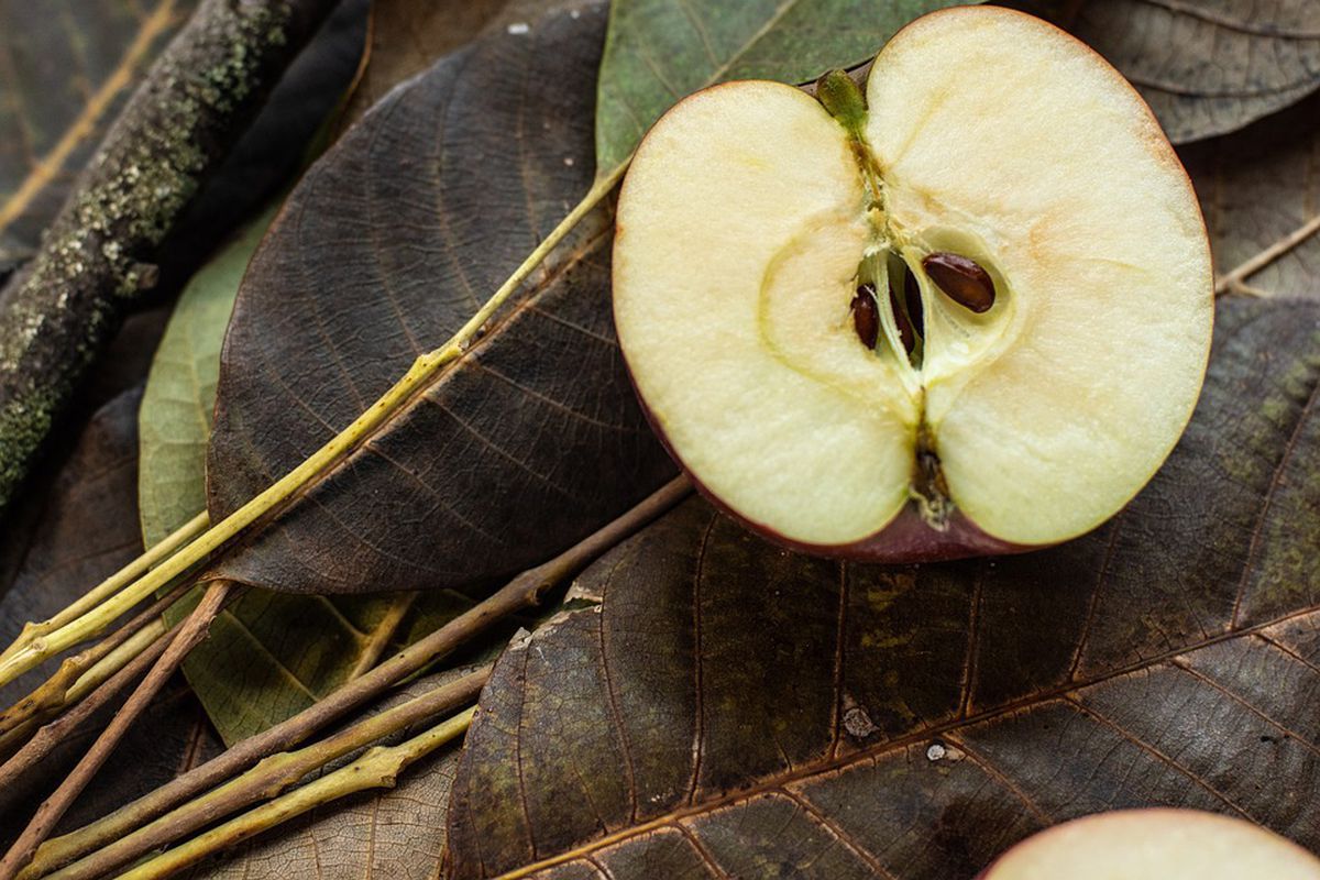 Користь кісточок з яблук для здоров'я та скільки їх можна з'їдати в день. Понаднормове споживання небезпечне для життя.