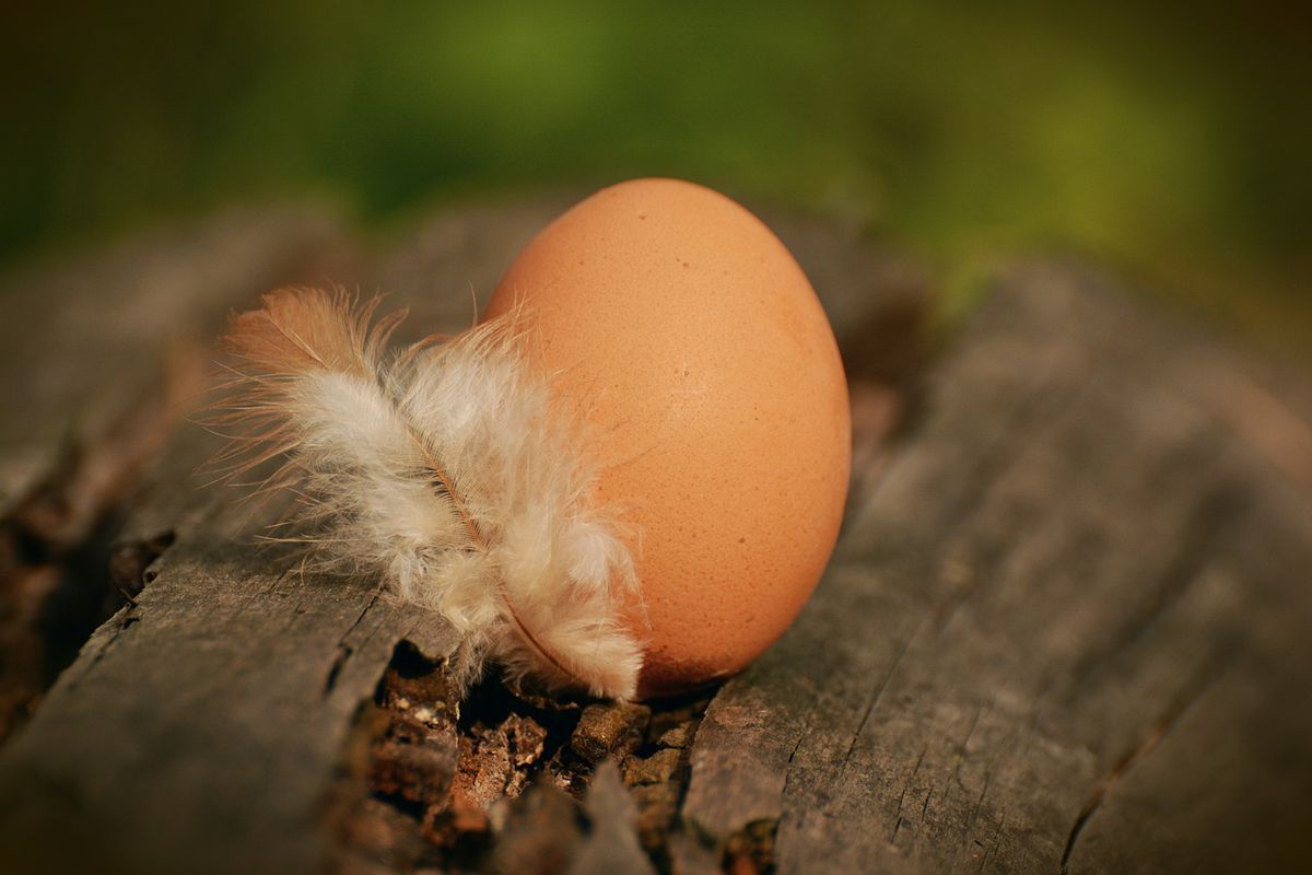 Знайшли куряче яйце біля будинку: наслідки, згідно з прикметами. Як позбутися магічного впливу підкладу.