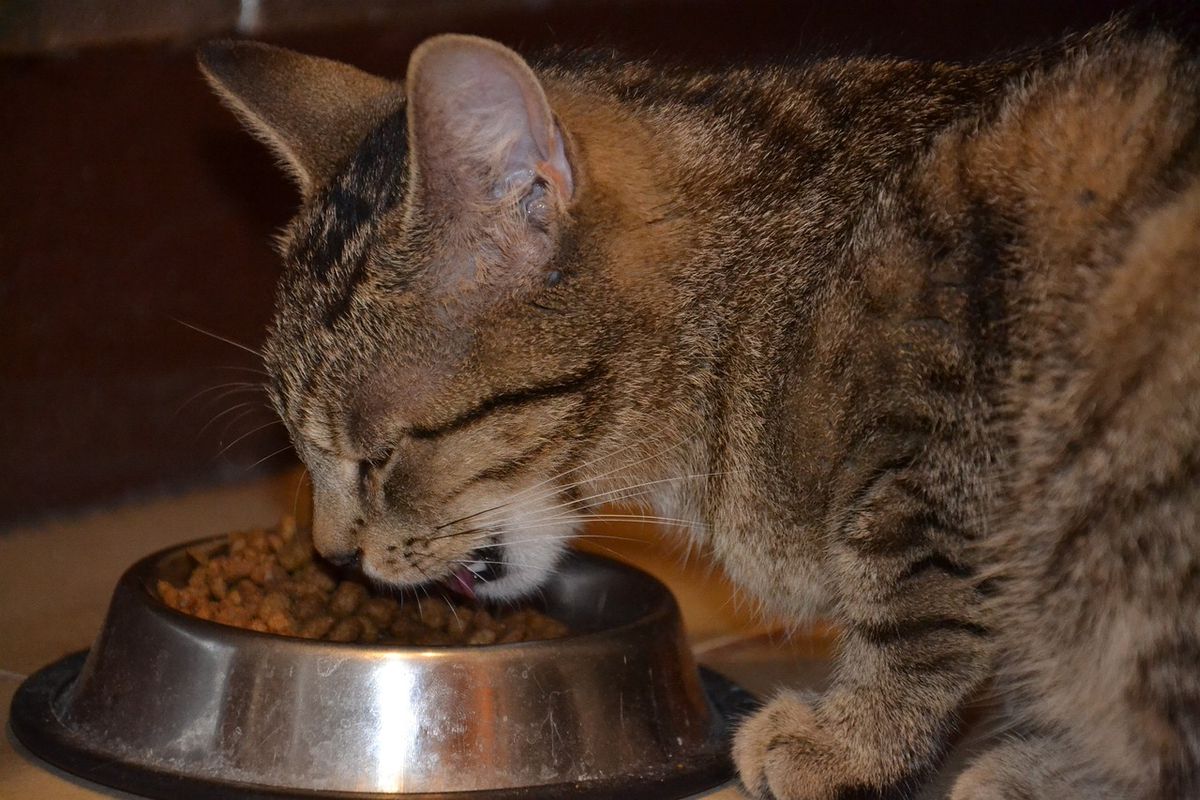 Чому кішка дряпає лапою поруч із мискою з їдою. Цікавий факт.