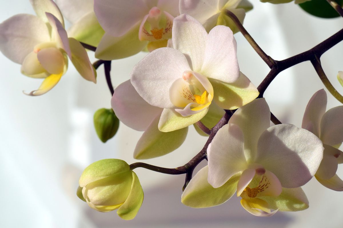 Догляд за орхідеями взимку: правильний полив. Секрет, який допоможе зберегти рослину.
