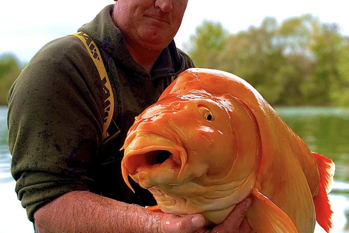 Рибалка впіймав рекордно величезну золоту рибу вагою 30 кілограмів. Про таку рибалку чоловік розповідатиме онукам довгими вечорами.