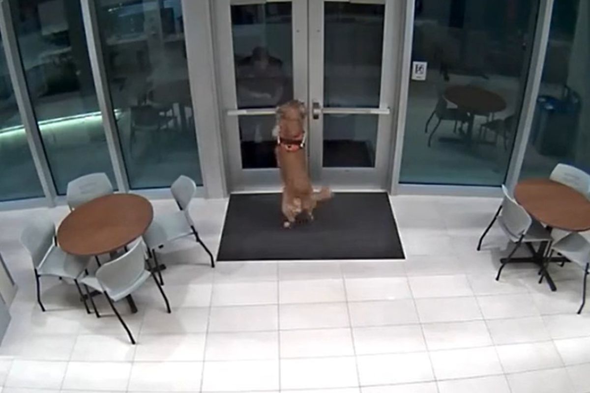 Розумний собака відкрив господареві двері, що зачинилися, і потрапив на відео. Кумедний ролик зняли у пожежній частині.