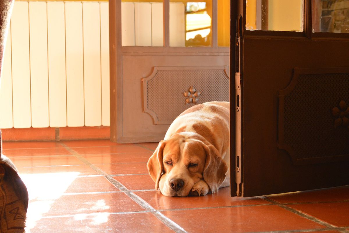 Що це означає, коли ваш собака сидить чи спить біля вхідних дверей. Не всі про це знають.