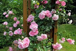 Погані сусіди для троянд — що досвідчений квітникар ніколи не посадить поруч з королевою квітів