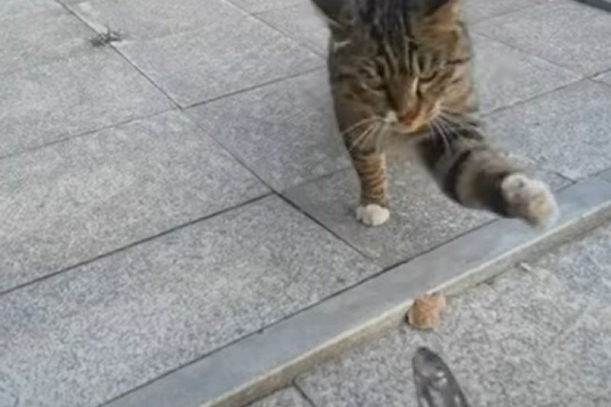 Відео з бездомною кішкою, що подарувала жінці сушену рибу, зворушило користувачів мережі. Дама стверджує, що тварина і раніше приносила їй сюрпризи.