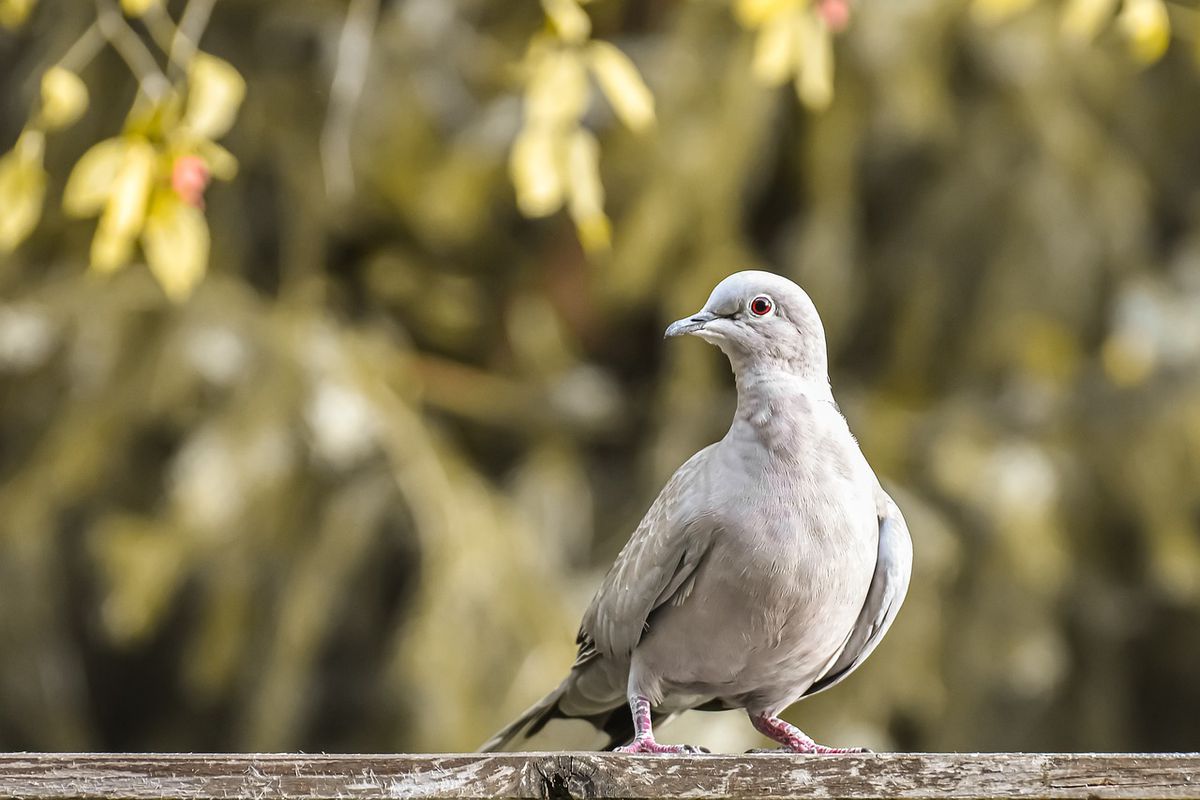Як гуманно та ефективно відлякати голубів від балкона та підвіконня. Це, звичайно, милі птахи, але треба визнати, що проблем від них теж вистачає.