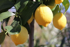 Чому не плодоносить кімнатний лимон: чого не вистачає рослині, вирощеній з кісточки