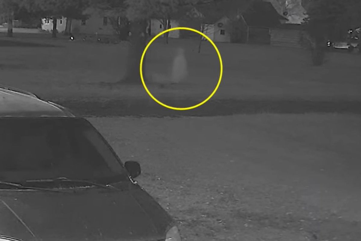 Собака обгавкав привида, що блукав біля будинку, потрапивши на відео. Кадри, зняті на камеру відеоспостереження, дуже вражають.