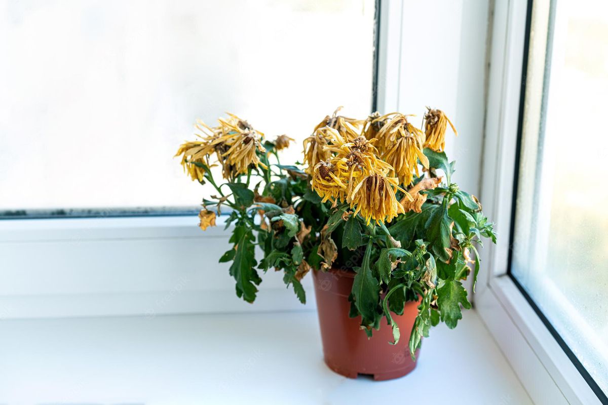 Чому куплені квіти в горщиках часто гинуть вдома. Кімнатні рослини іноді гинуть лише через пару днів або тижнів після потрапляння в будинок.
