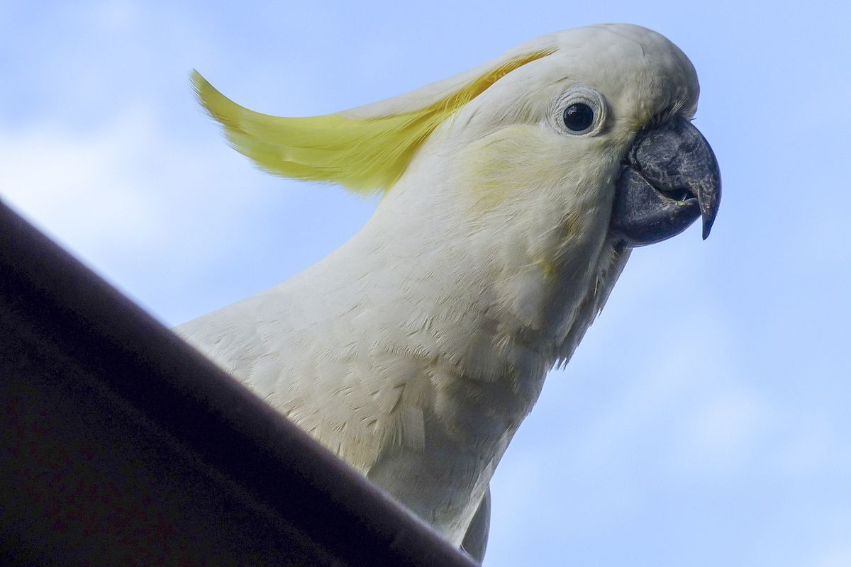 Папуга вигадав собі дивну забаву — він скидає квіткові горщики вниз на вулицю. Неадекватну поведінку птаха зафіксував на камеру один із очевидців.