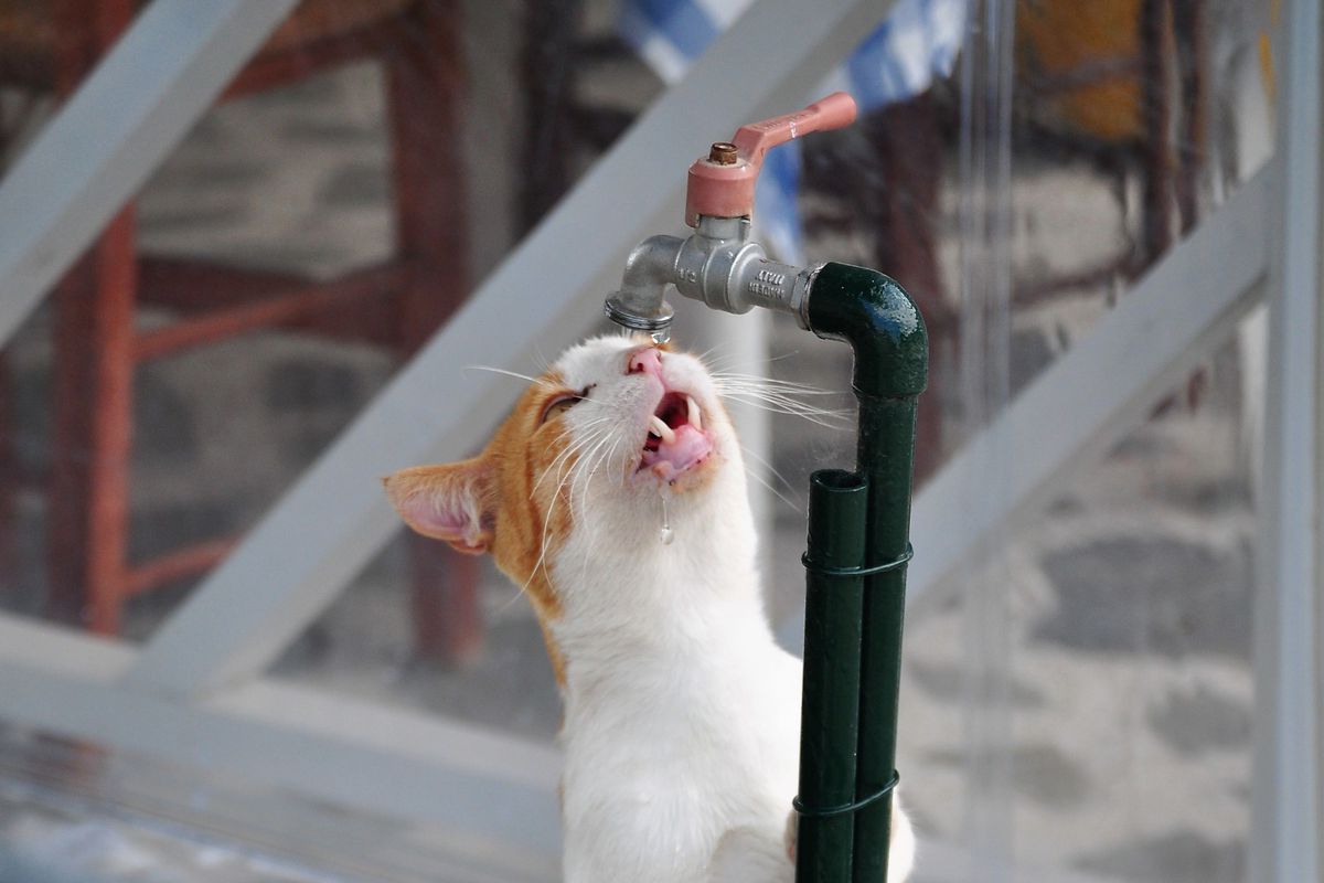 Чому кішка п'є воду з відра або крана, а свою миску обходить стороною. Така поведінка має просте пояснення.