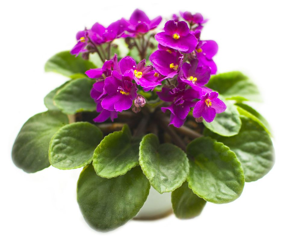Не потрібні великі горщики: 5 кімнатних квітів, які люблять тісноту. Домашні рослини, які прекрасно себе почувають в тісному горщику.