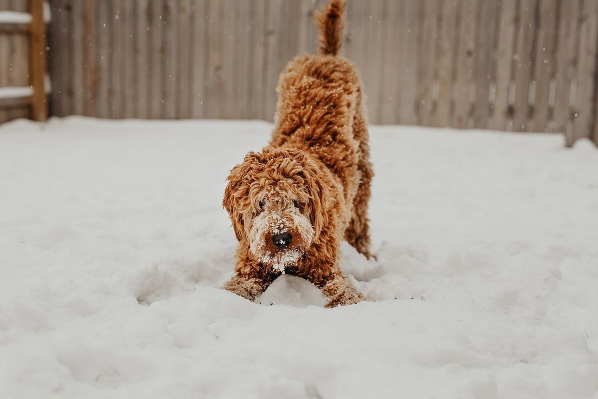 Зимовий догляд за лапами собаки: поради господарям вихованця. Особливості догляду за лапами вашого песика взимку.