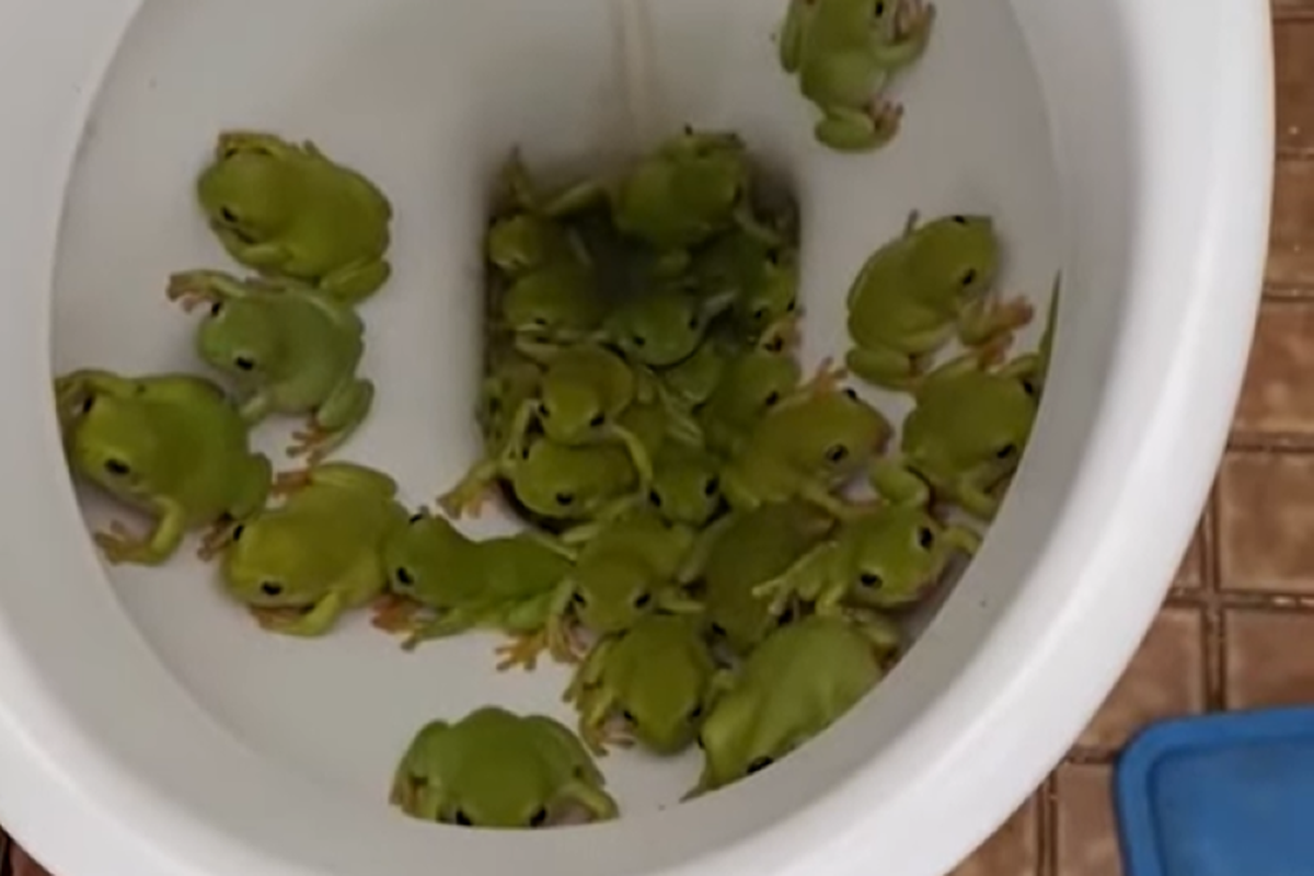 Знахідка австралійки в туалеті шокувала іноземців: «Ніколи не хочу туди». Деревні жаби захопили унітаз.