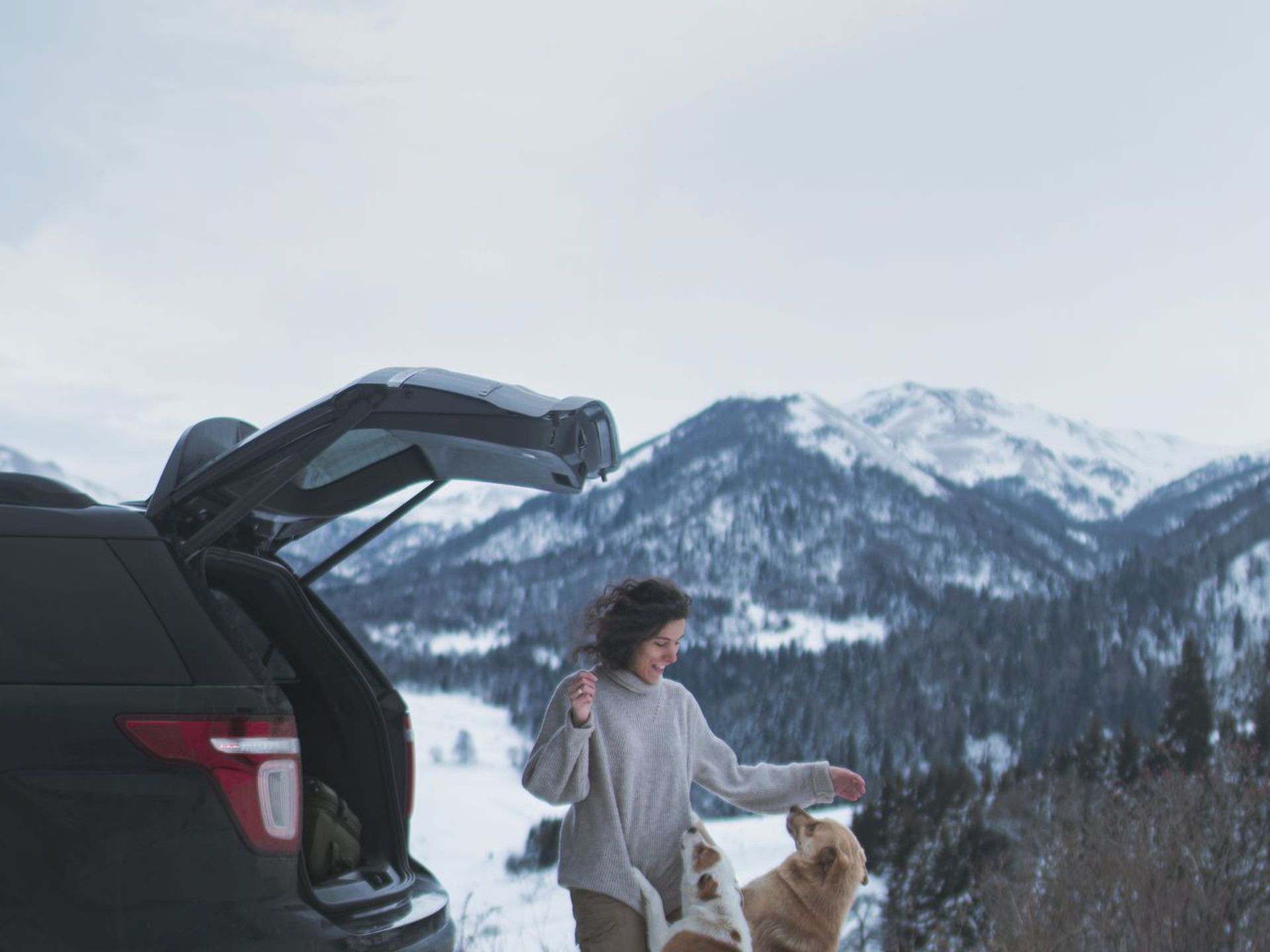 Перевезення домашніх тварин в автомобілі взимку: основні правила. Як правильно возити вихованців в зимовий період.
