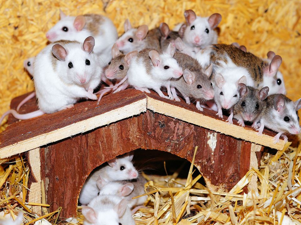 До чого появляється багато мишей в будинку — прикмети та забобони. Що означає нашестя гризунів.