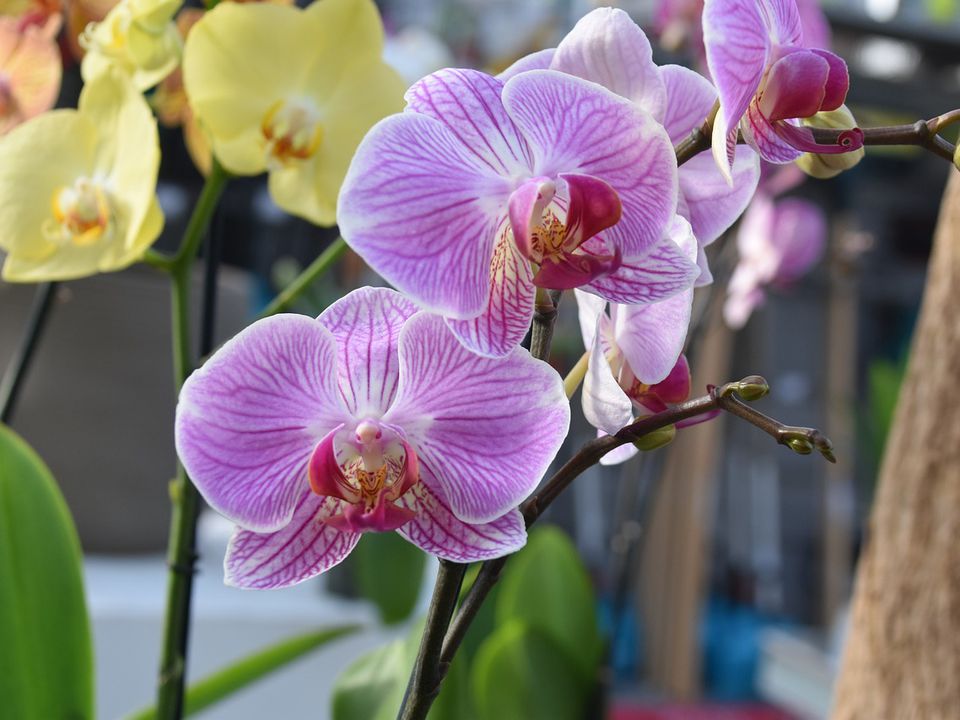 Найкращі місця для орхідеї у квартирі: куди поставити і де не можна тримати квітку. Де поставити орхідею: важливі рекомендації.