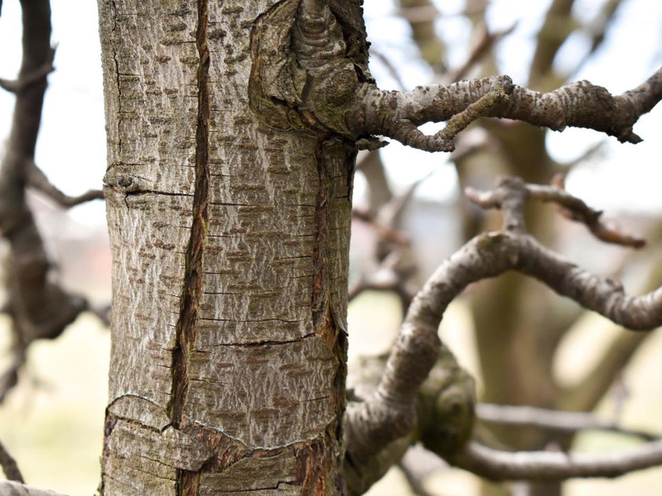 Морозобоїни на деревах: чому з'являються, як запобігти і залікувати. Поради садівникам початківцям.