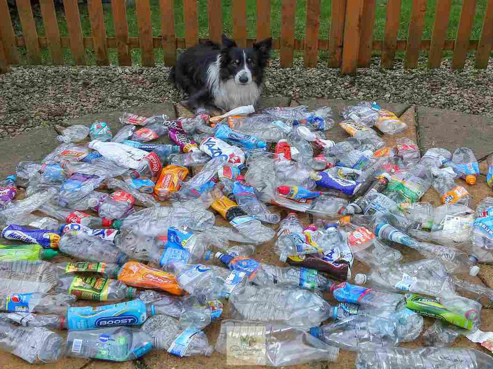 Розумний пес збирає сотні пластикових пляшок під час прогулянок, щоб переробити сміття та очистити своє місто. Жителі міста Атерстон прозвали Скраффа собакою-екологом.