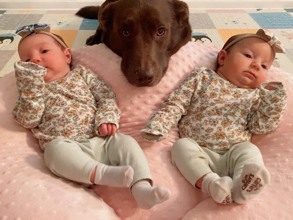 Собака взяв під опіку дітей-близнюків, допомагаючи господарям з новонародженими малюками. Тварина думає, що вона їхня мама.