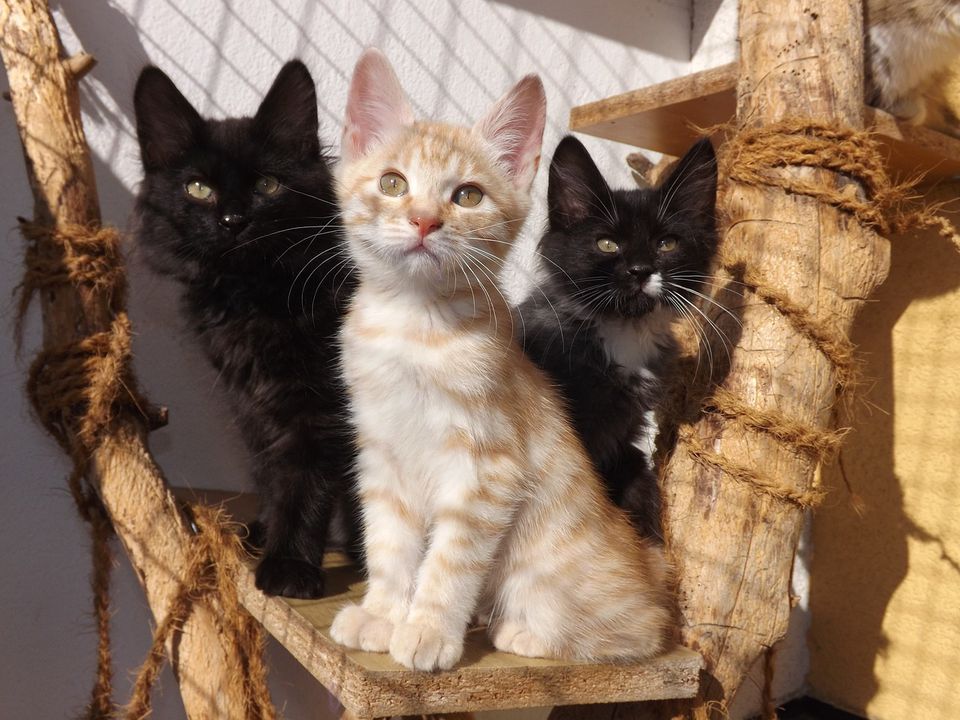 5 найбільш грайливих та енергійних порід котів. У статті представлені найактивніші породи кішок.