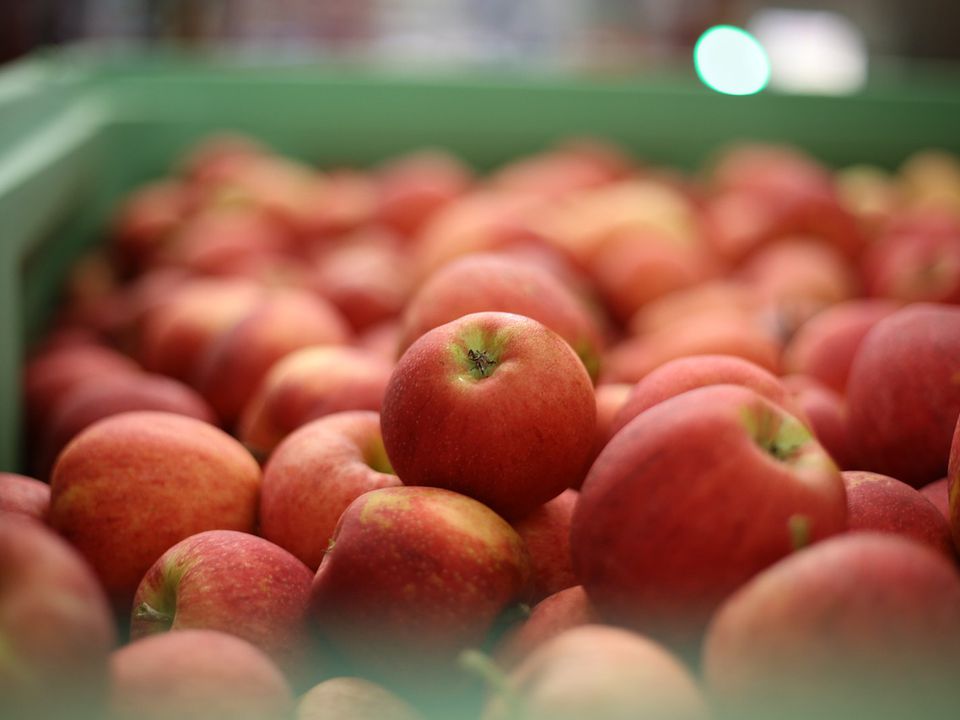 Що трапилося з урожаєм яблук: основні проблеми з фруктами та способи їх вирішення. Чому темніють, зморщуються та гниють яблука при зберіганні.