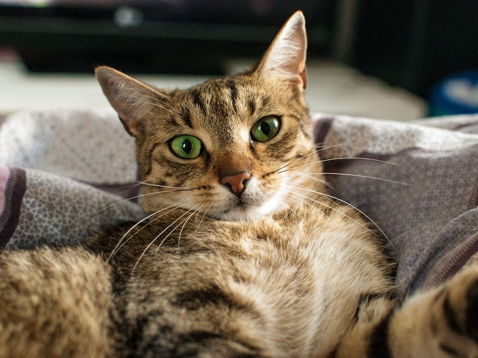Що означає, якщо кішка завмирає і пильно дивитися на господаря. 5 основних причин.