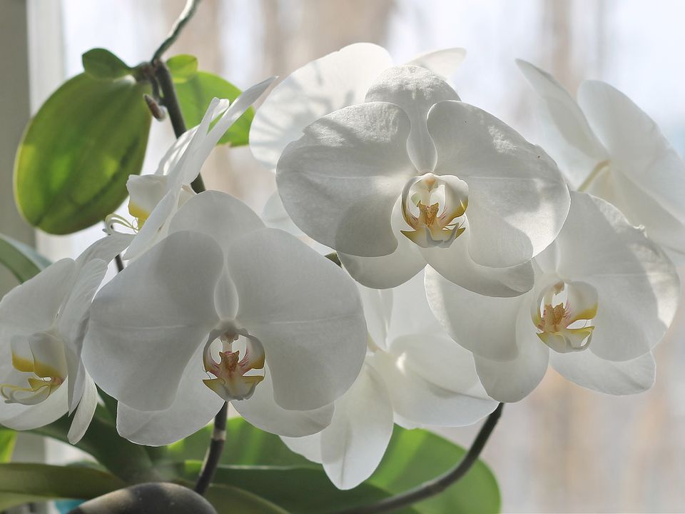 Зверніть на це увагу: як дізнатися, скільки років вашій кімнатній орхідеї. А ще дізнаєтеся, скільки років живуть квіти в квартирі.