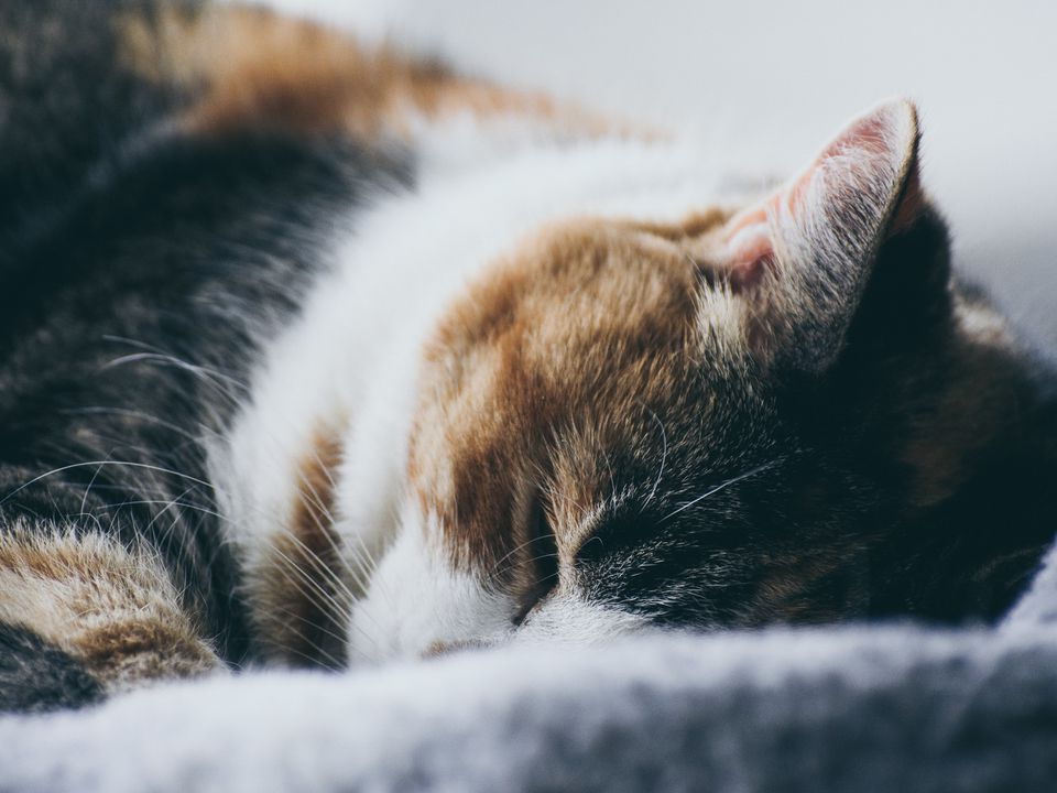 Які 3 причини змушують кішку спати на одязі господаря. Чому пухнастики обожнюють відпочивати на людських речах.
