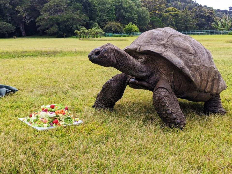 Найстаріша у світі черепаха Джонатан відзначила своє 190-річчя. Дивовижний рекордсмен перебуває у повному розквіті сил.