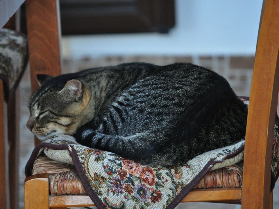 Яка енергетика переважає в місці, де спить кішка?. І чи безпечне це місце для людини?