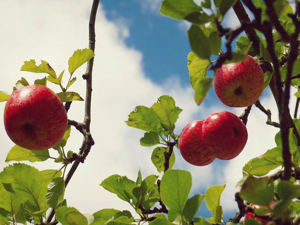 Садівнику на замітку. Що посадити під яблунею, щоб захистити її від плодожерки: рослини — "захисники". Дачник, який не захистив рослину від небезпечних личинок, може втратити значну частину врожаю.