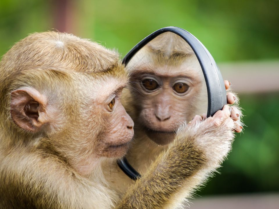 А ви знаєте чому мавпи не говорять?. З точки зору анатомії горла і рота мавпи цілком могли б говорити по-людськи.