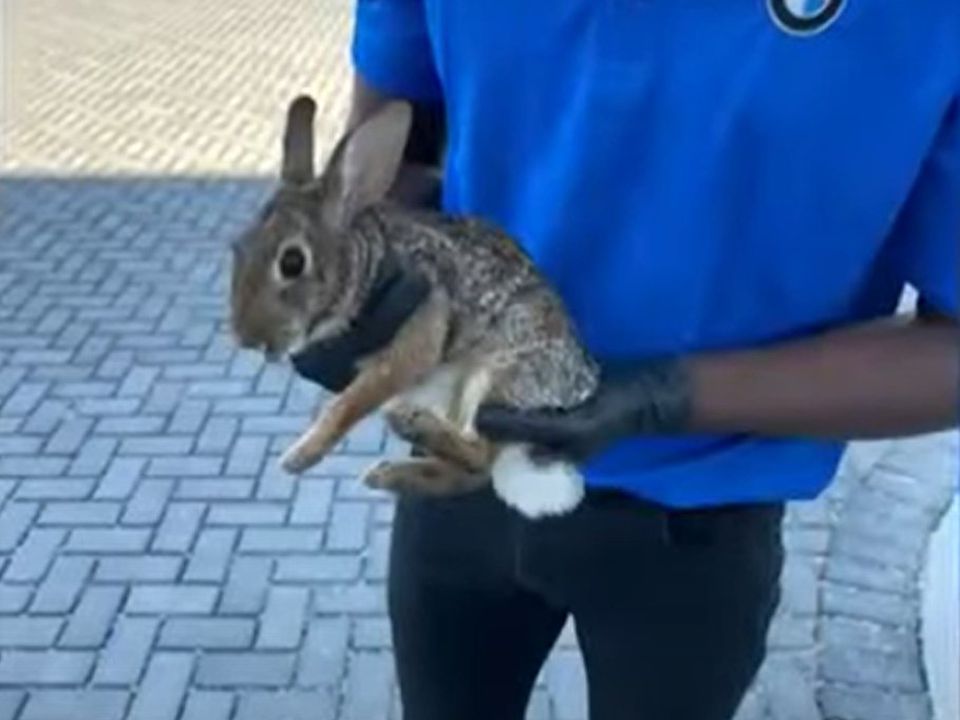 Під час заміни мастила механіки знайшли кролика, який застряг у ходовій частині автомобіля. Тварина була успішно врятована.