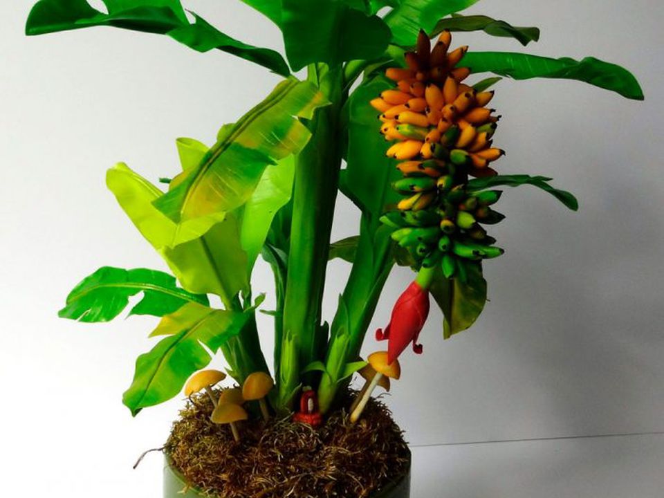 Як виростити банани вдома. При створенні оптимальних умов зростання в кімнаті рослина здатна досягти метрової висоти всього за рік.
