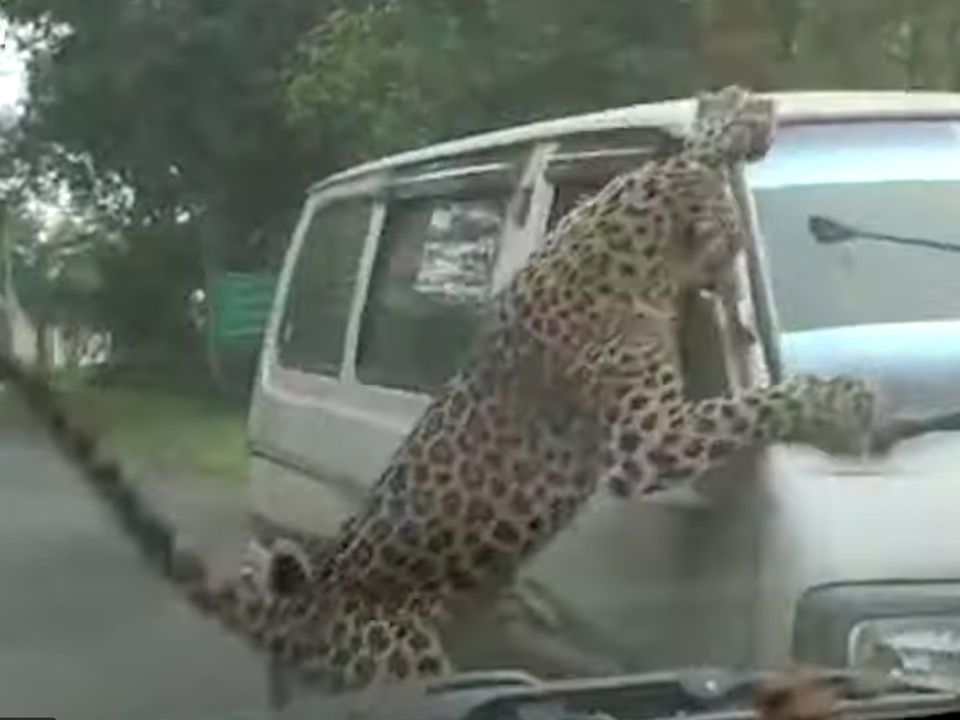 Запаморочливі кадри з нападом леопарда на авто в Індії. Дикий леопард здійснює атаку на фургон після лютого буйства в місті, в результаті якого отримали поранення 13 осіб.
