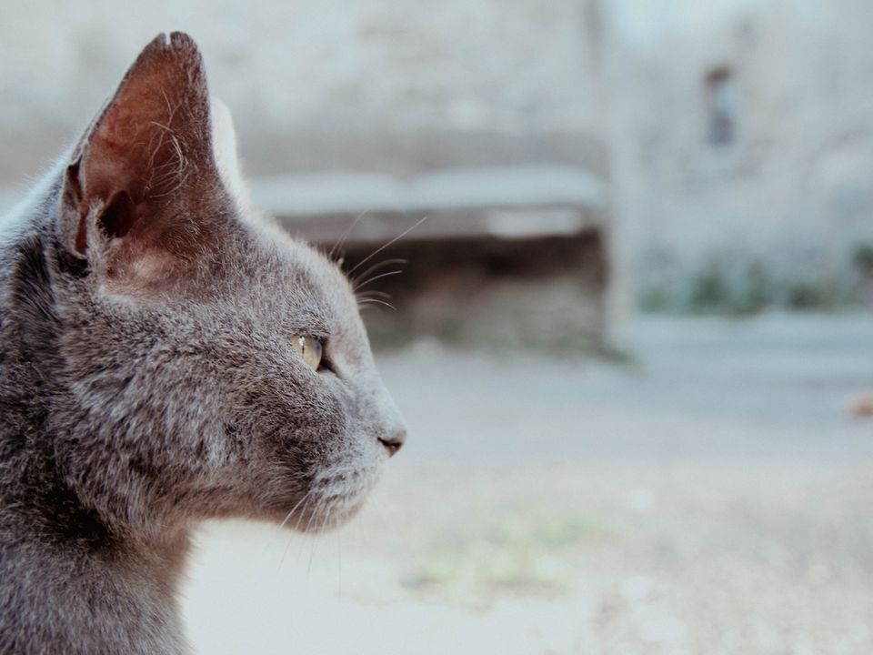 Чи може кішка передчувати смерть господаря?. З незапам'ятних часів кішкам приписують різні містичні здібності.