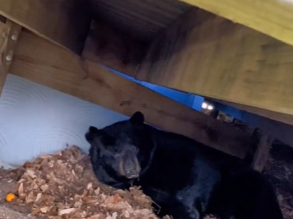 У США сім'я виявила під своїм будинком чорного ведмедя, який впав у сплячку. Відео, яке вони опублікували в мережі, стало вірусним.